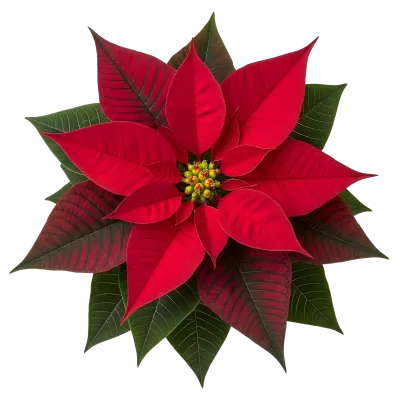 Imagen PNG para descargar